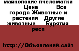  майкопские пчеломатки F-1  › Цена ­ 800 - Все города Животные и растения » Другие животные   . Бурятия респ.